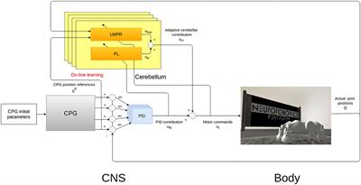 Combining Evolutionary and Adaptive Control Strategies for Quadruped Robotic Locomotion